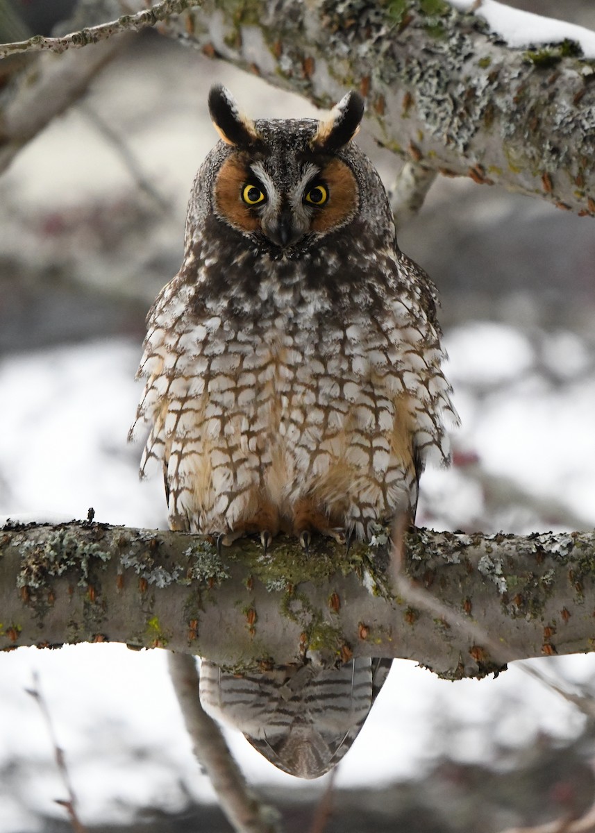 Long-eared Owl - ML400238021