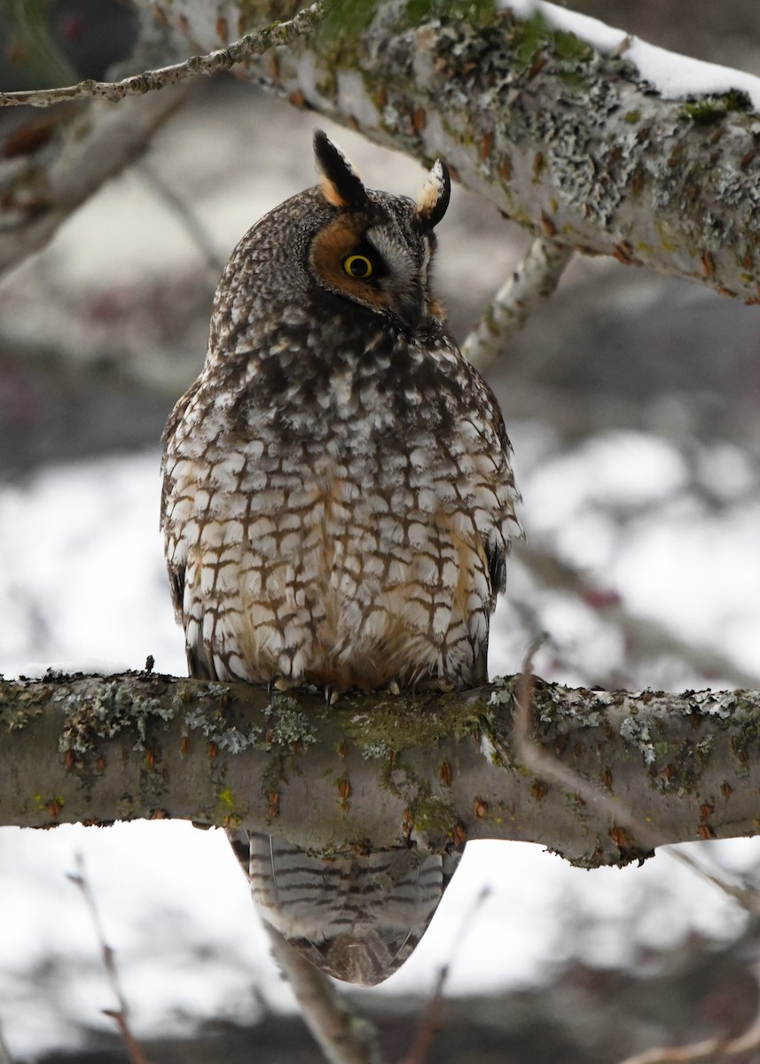 Long-eared Owl - ML400238031
