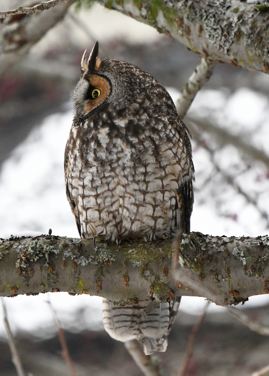 Long-eared Owl - ML400238041