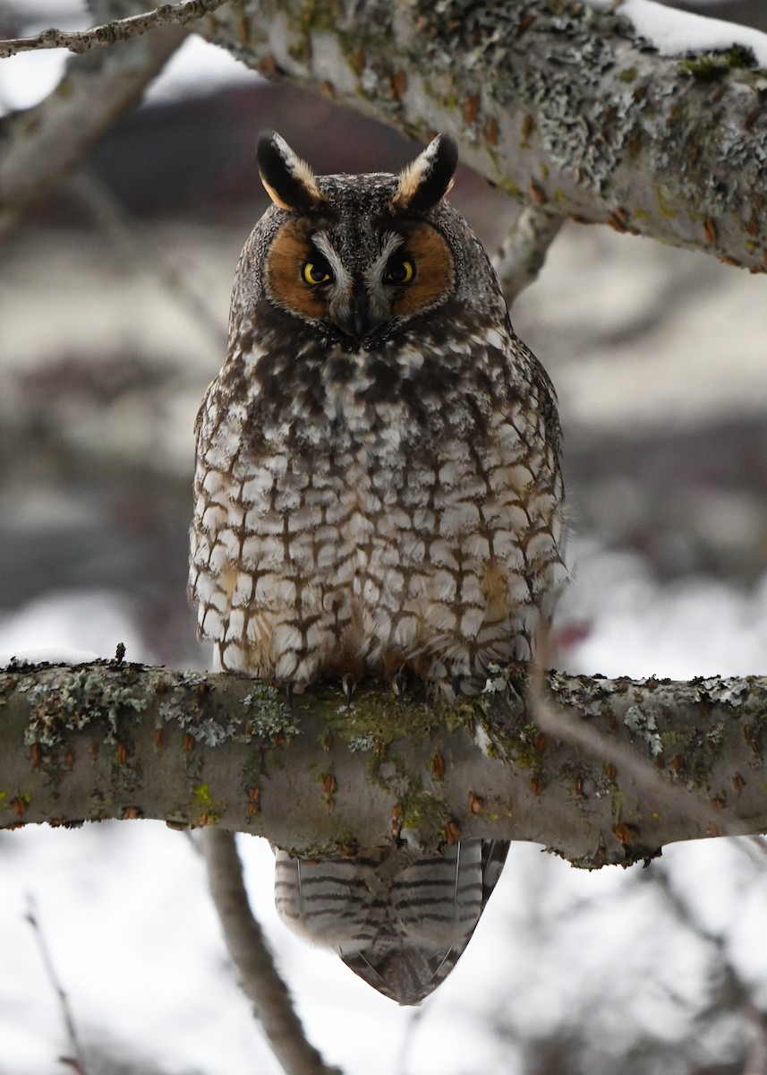 Long-eared Owl - ML400238051
