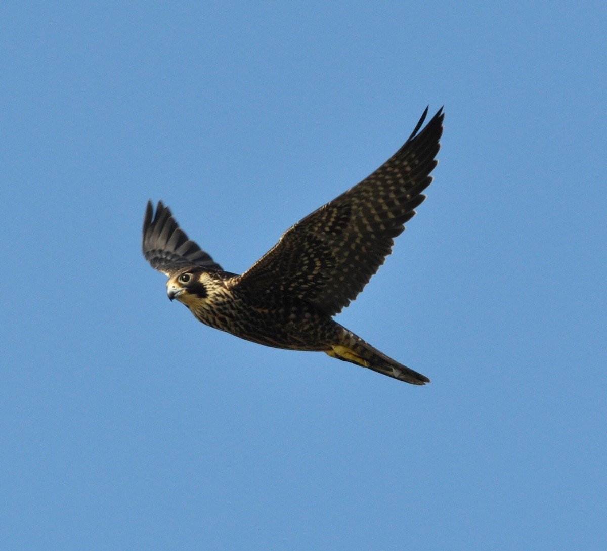 Peregrine Falcon - Alan Prichard