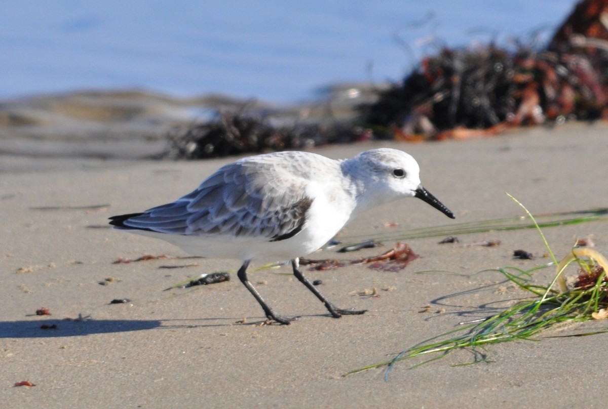 Sanderling - ML40024031