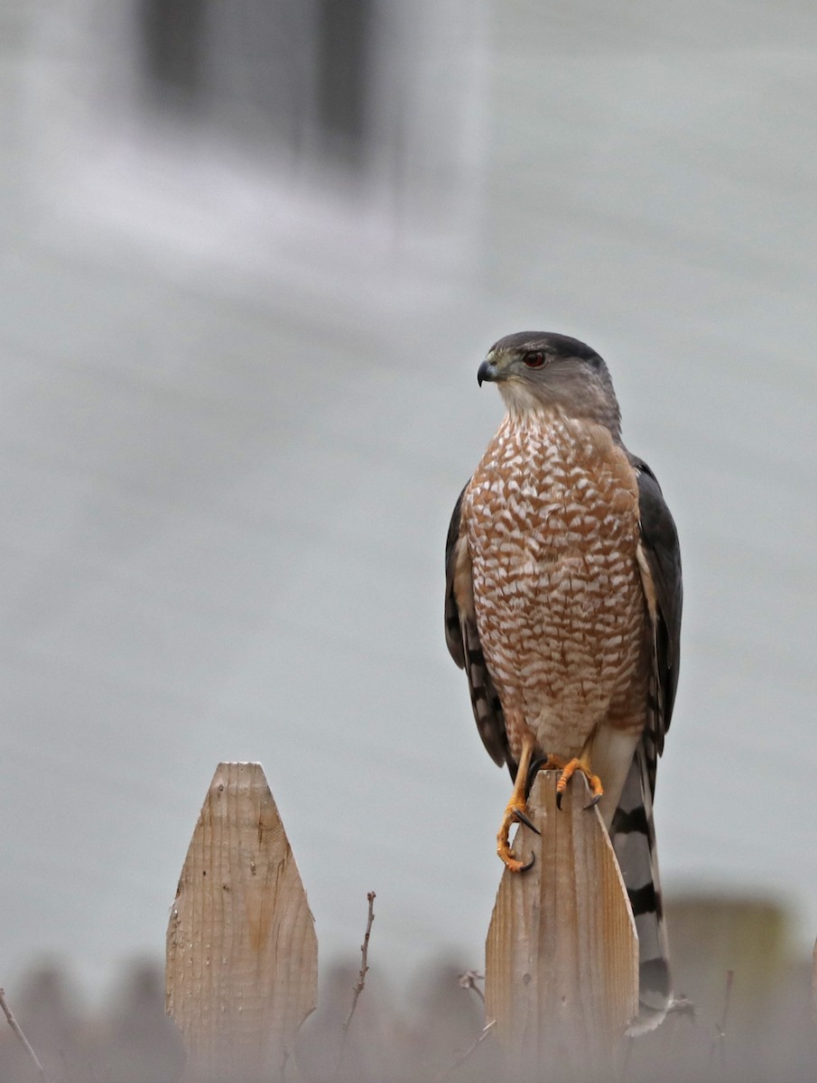 Cooper's Hawk - ML400242321