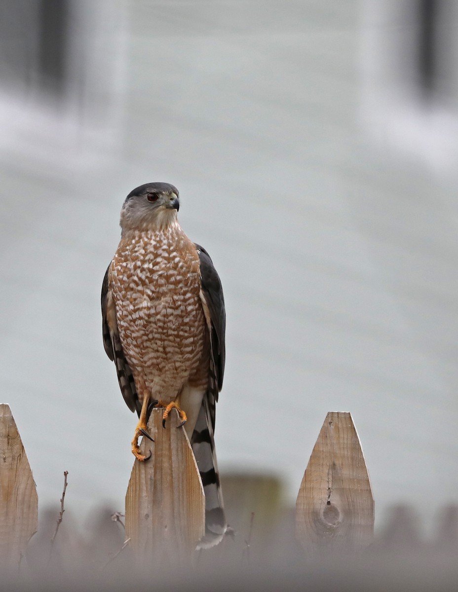 Cooper's Hawk - Julie Blue