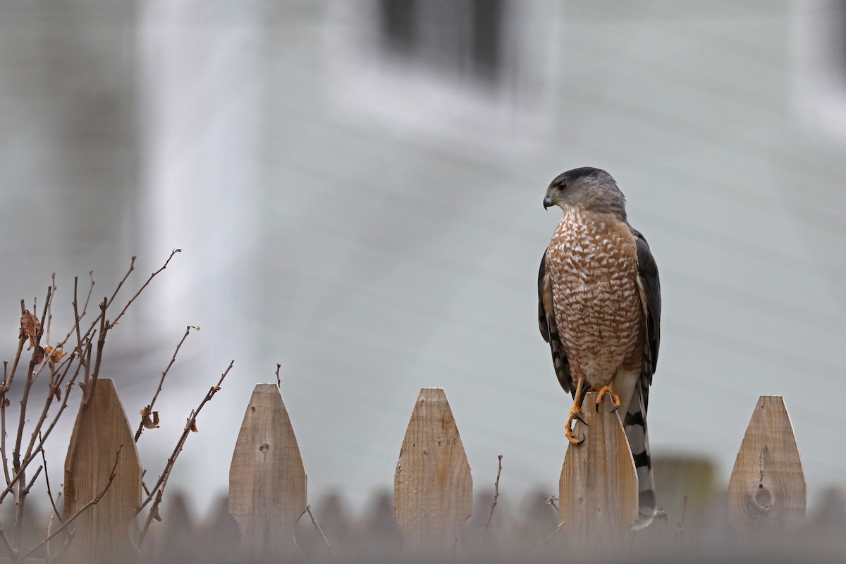 Cooper's Hawk - Julie Blue