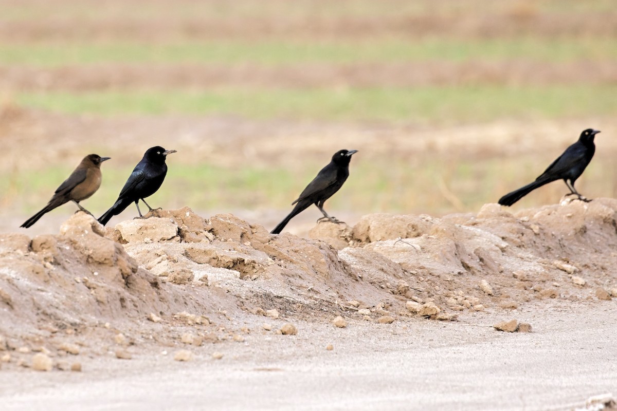 Brewer's Blackbird - ML400243271