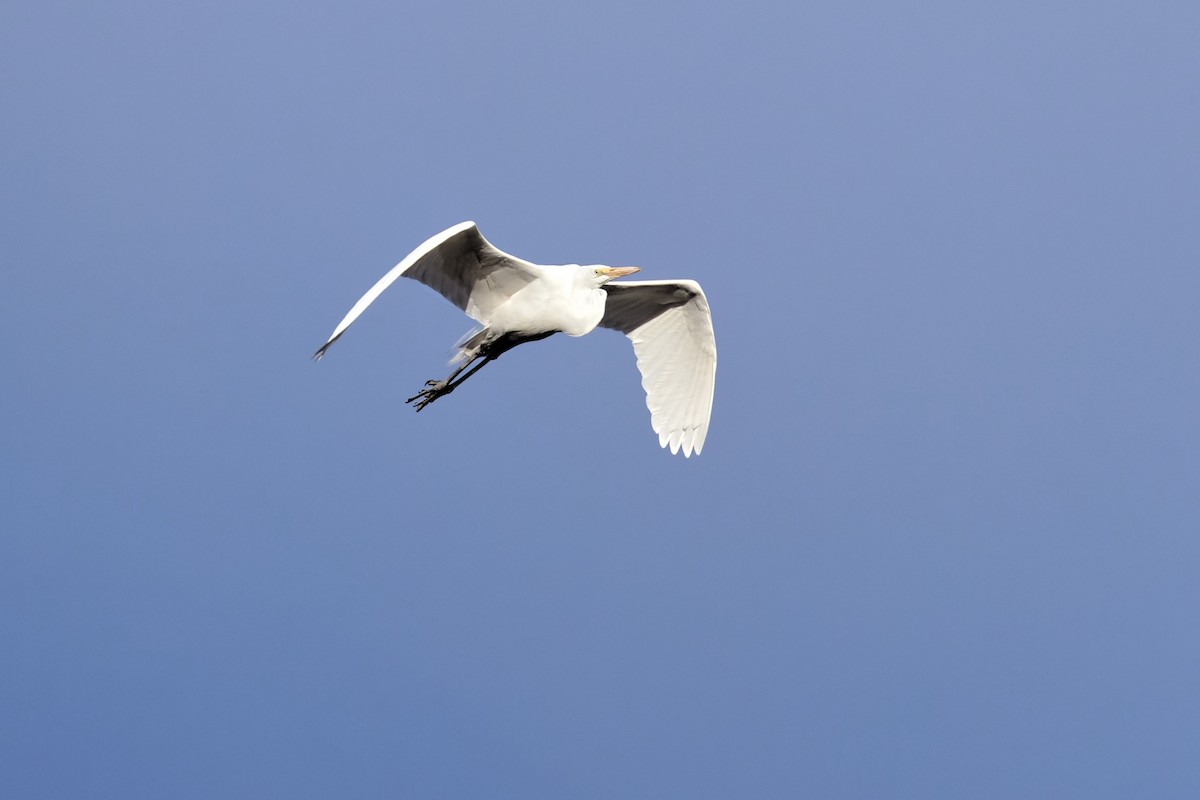 Great Egret - ML400243321