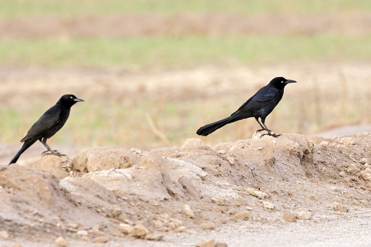 Great-tailed Grackle - ML400243351