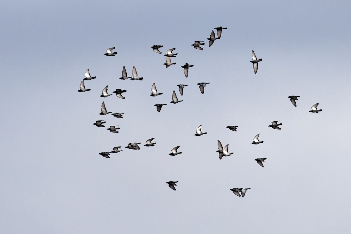 Rock Pigeon (Feral Pigeon) - Bob Walker