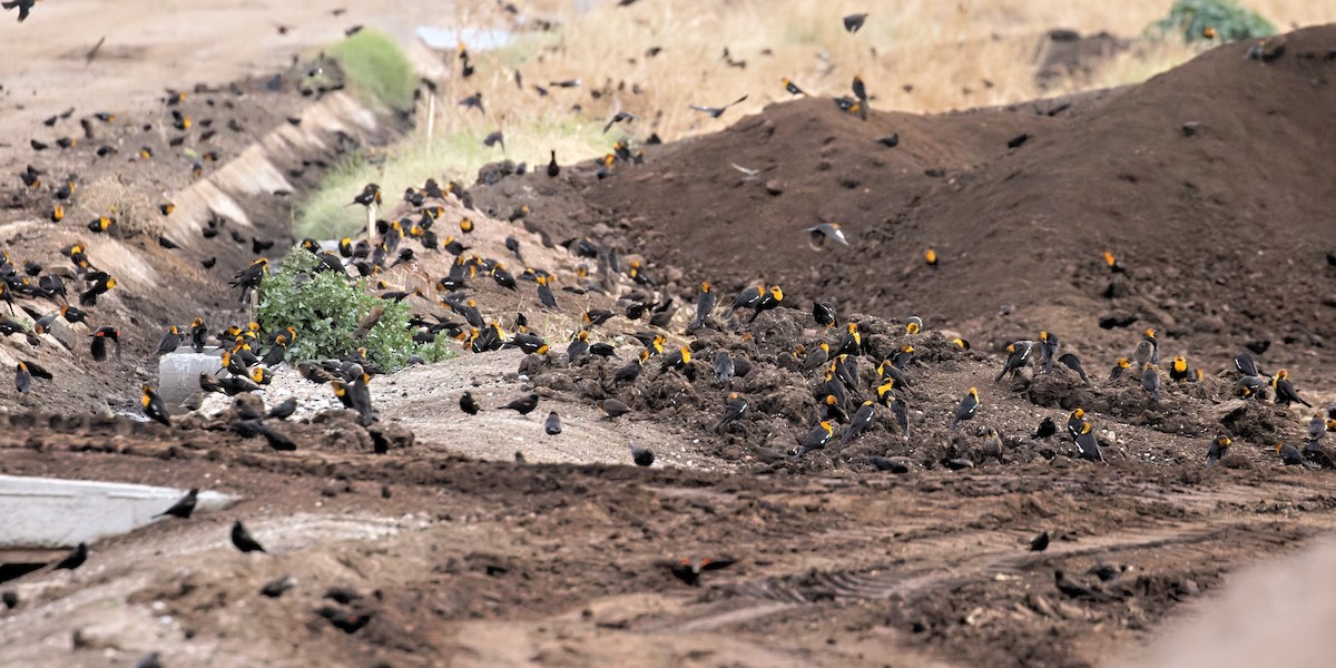 Yellow-headed Blackbird - ML400243521