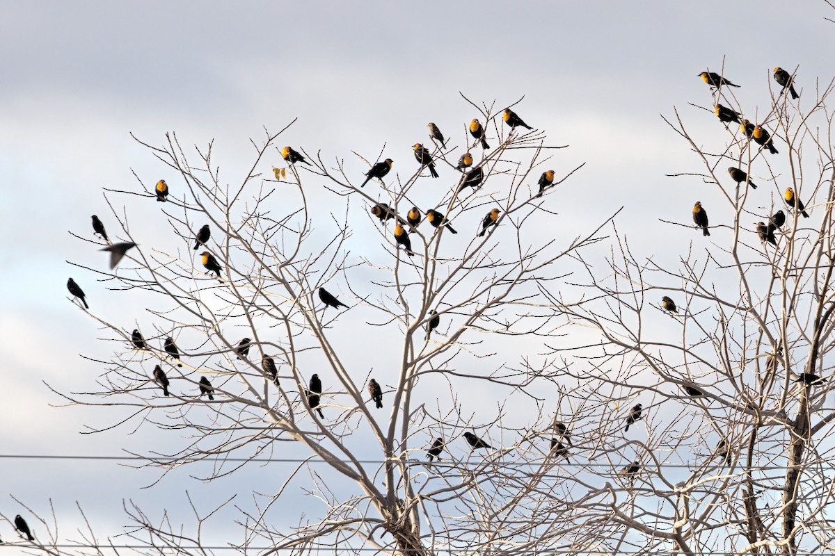 Yellow-headed Blackbird - ML400243561