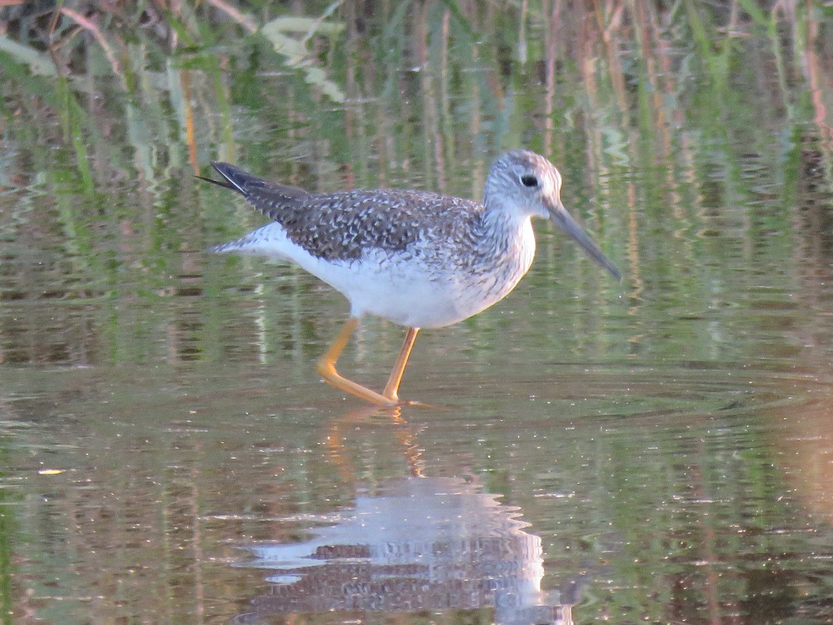 Greater Yellowlegs - ML400243891