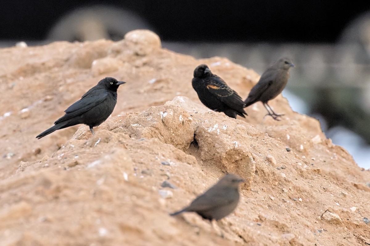 Brewer's Blackbird - ML400244151