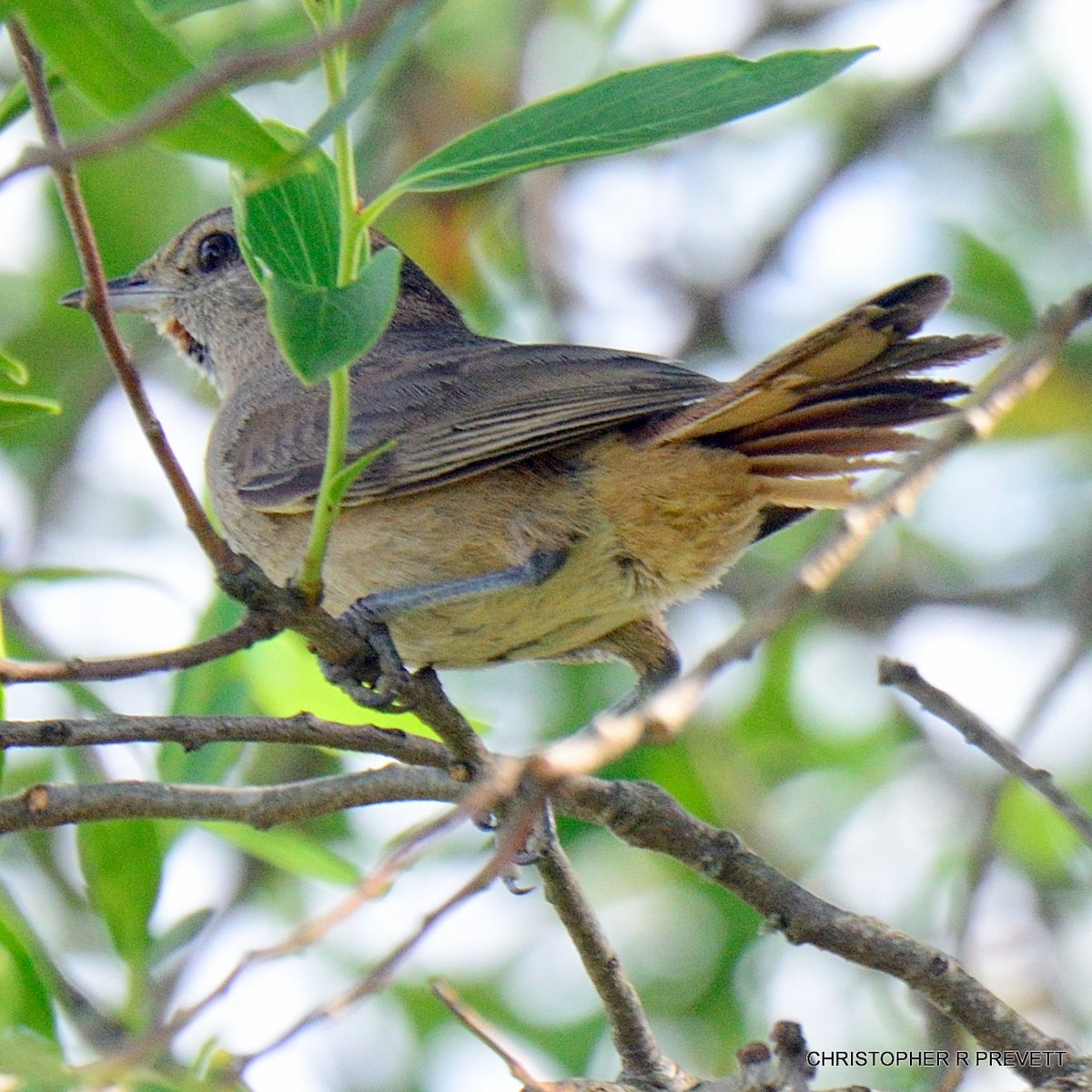 Short-billed Canastero - Christopher Rex Prevett