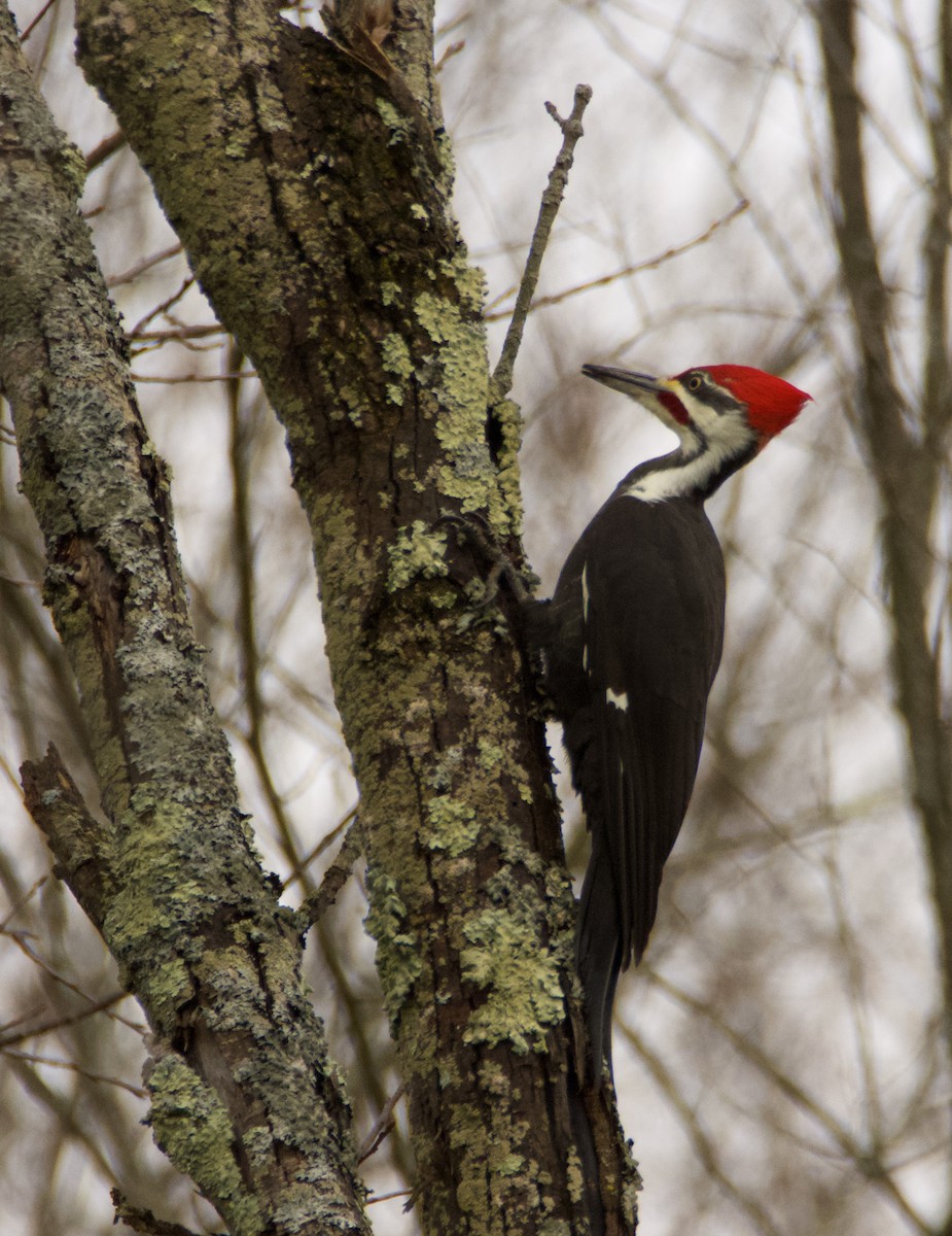 Pileated Woodpecker - ML400245731