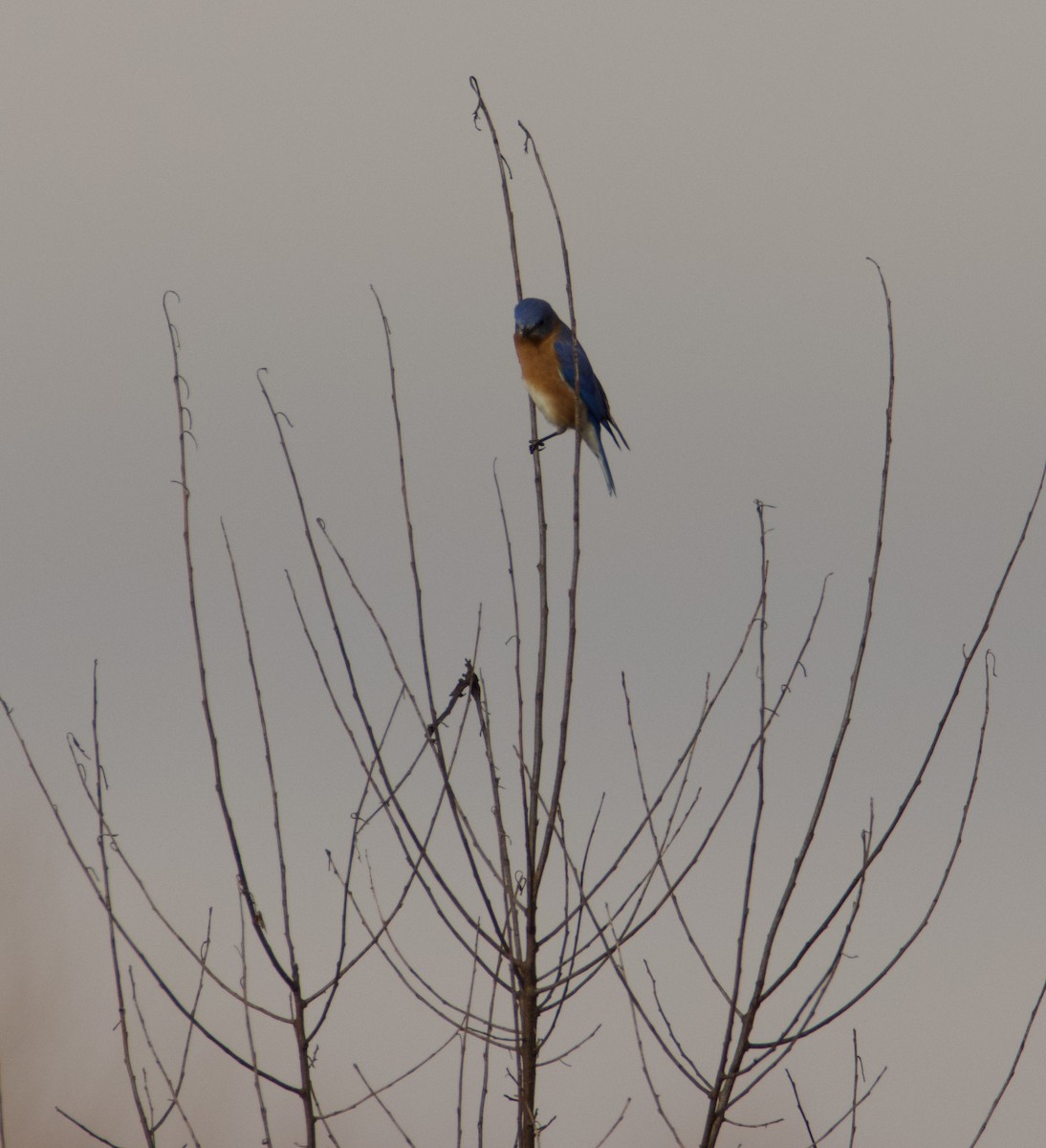 Eastern Bluebird - Jim Sweany