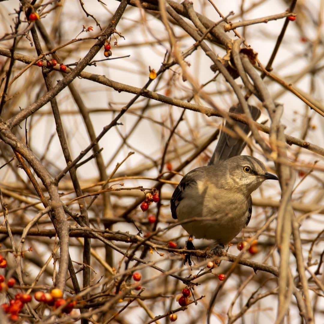 Northern Mockingbird - Jim Sweany