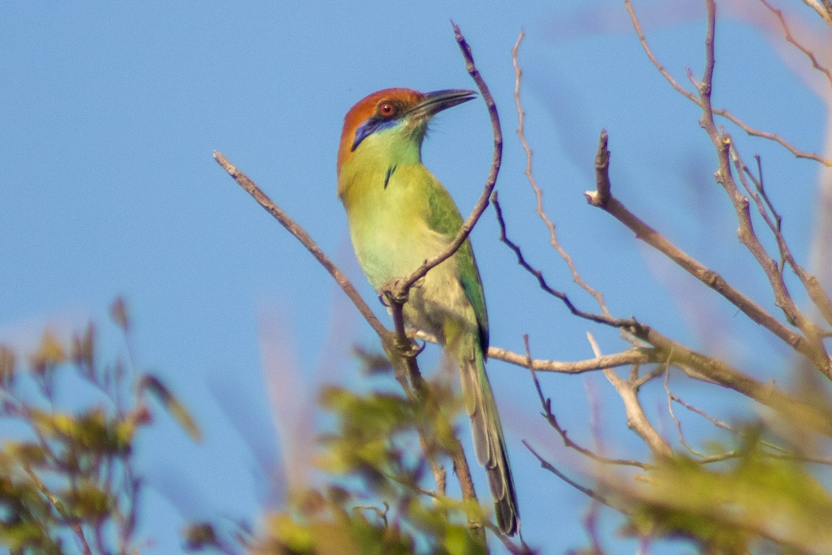 Russet-crowned Motmot - ML400249301