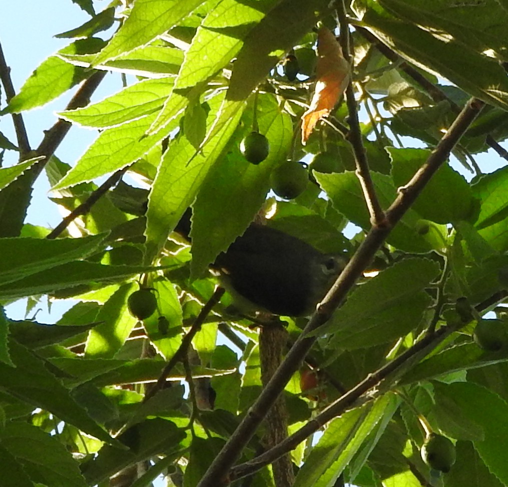 Brown-throated Sunbird - ML40025041