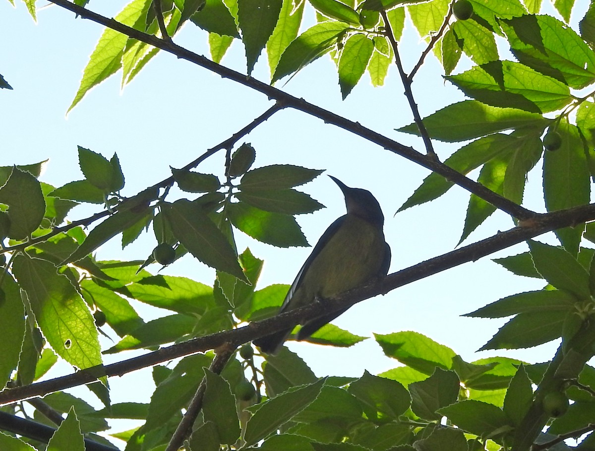 Brown-throated Sunbird - ML40025071