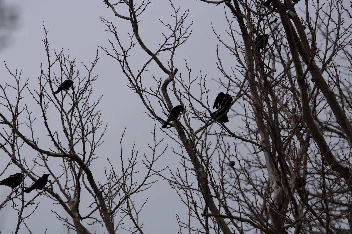 Common Grackle - ML400251651