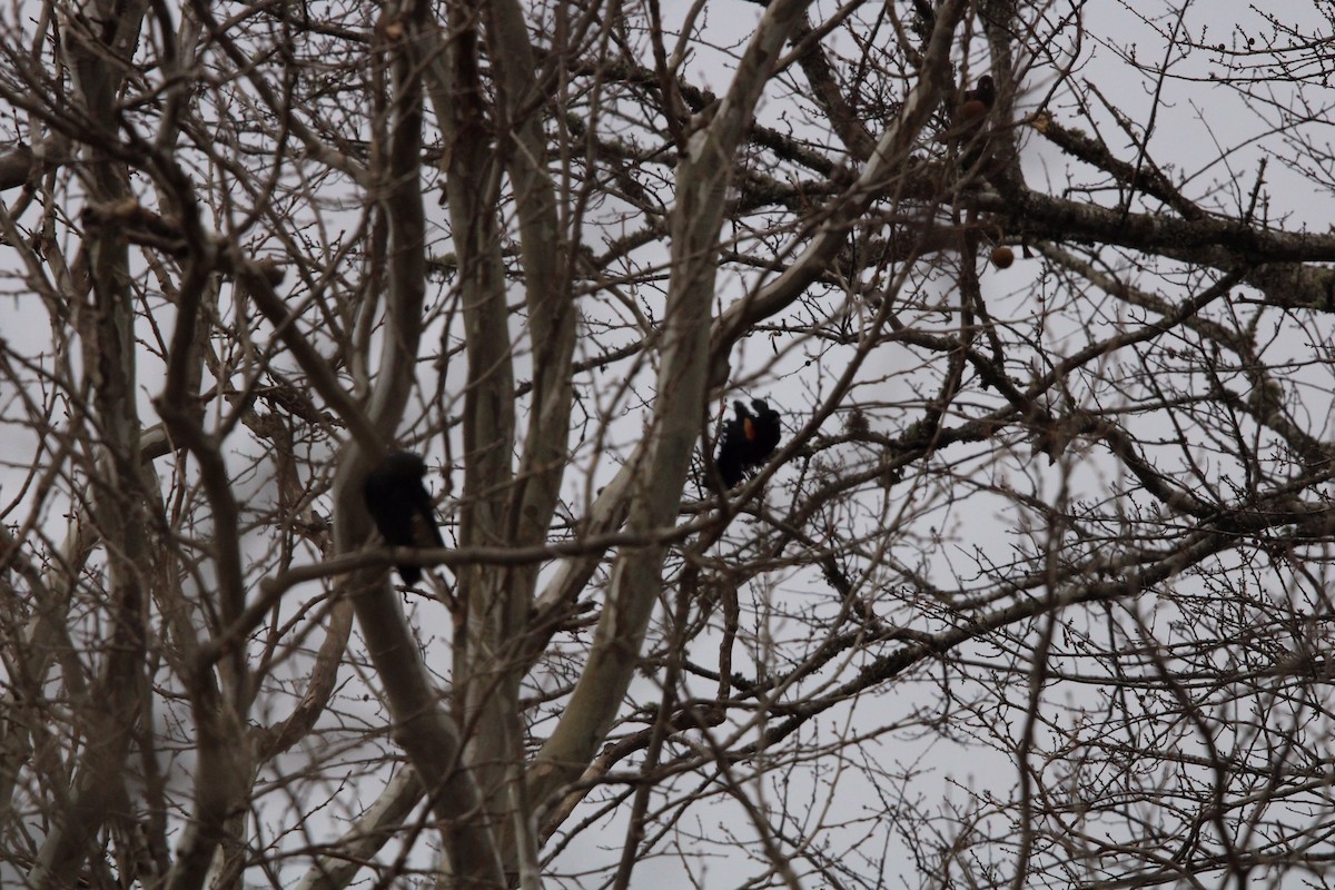 blackbird sp. - ML400251891