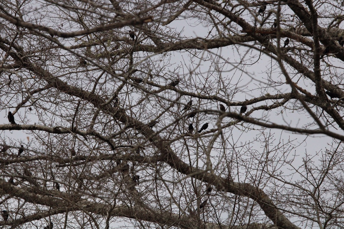 blackbird sp. - ML400251901