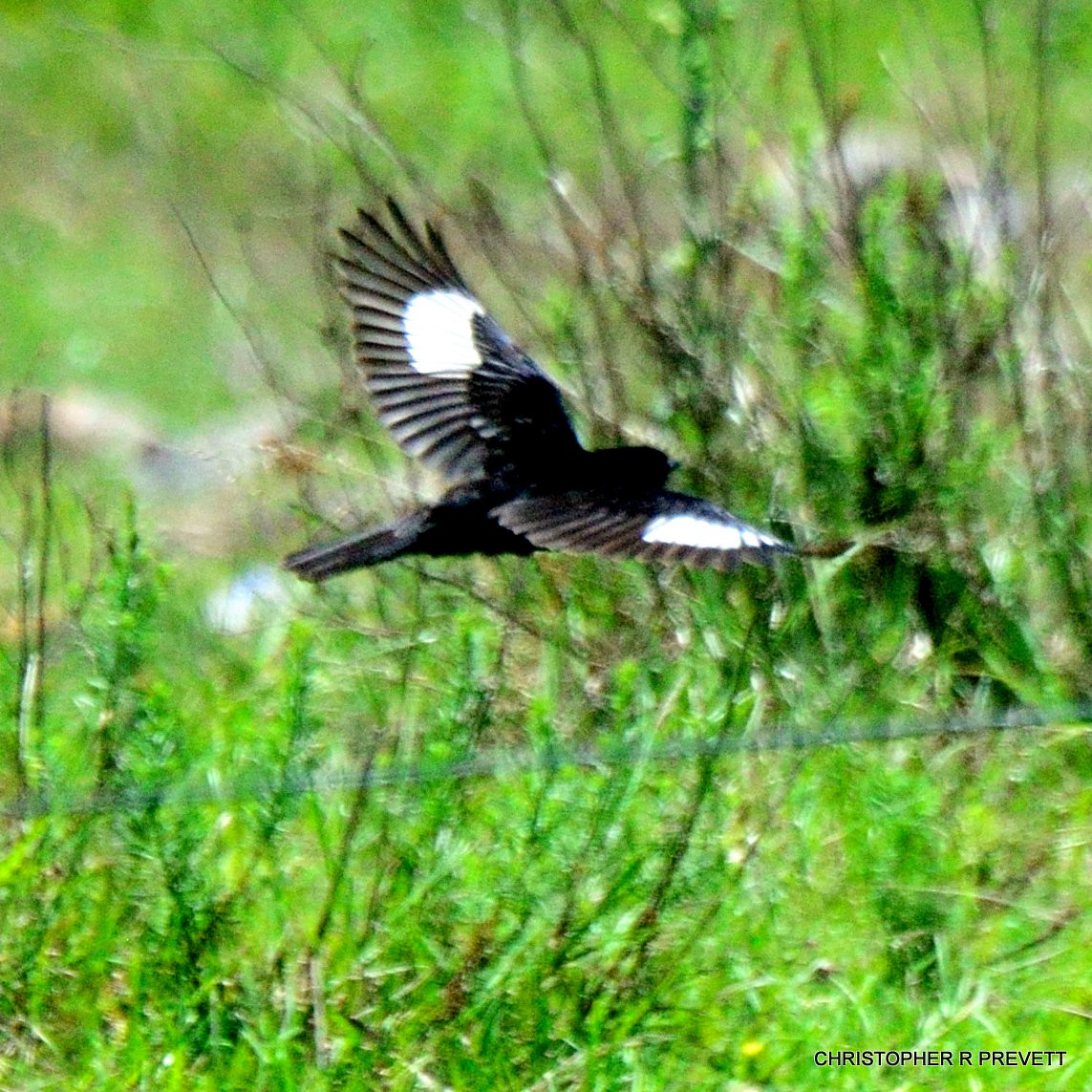 Crested Black-Tyrant - Christopher Rex Prevett