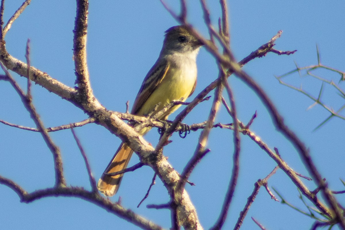 Nutting's Flycatcher (Nutting's) - ML400253641