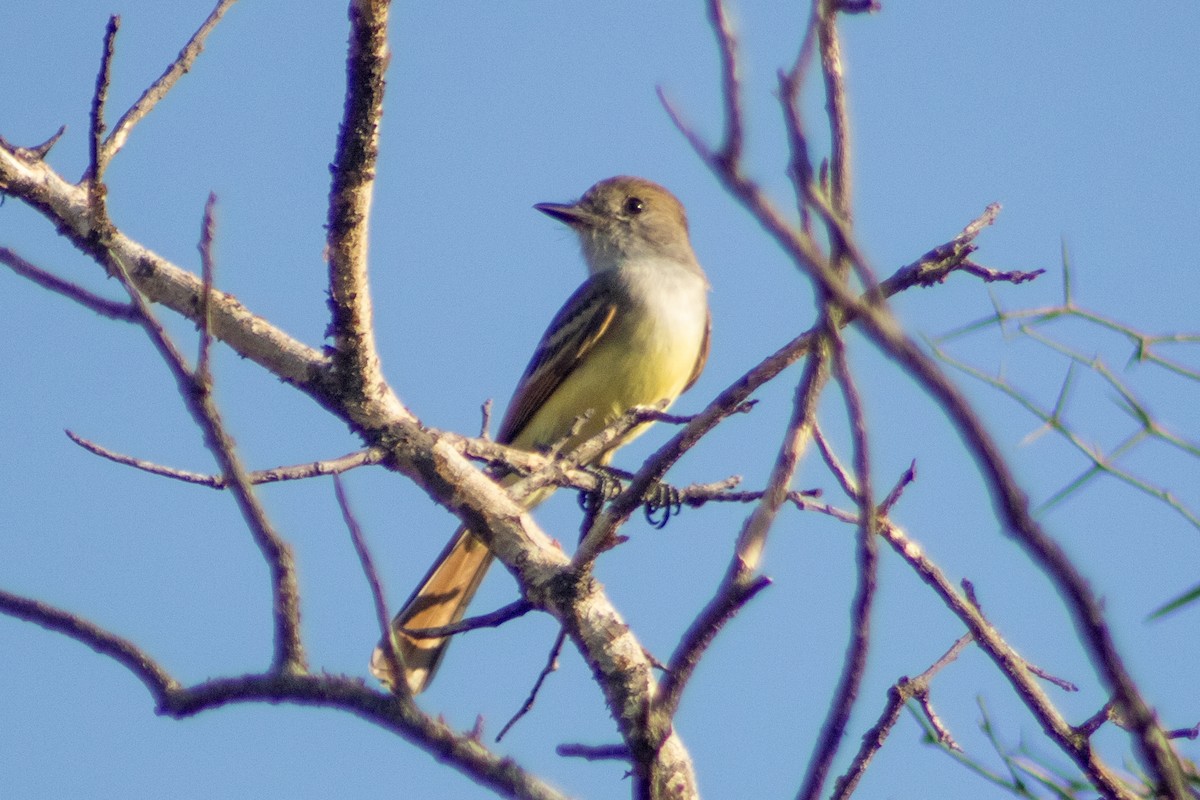 Nutting's Flycatcher (Nutting's) - ML400253671