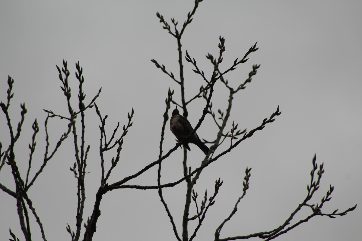 American Robin - ML400254061