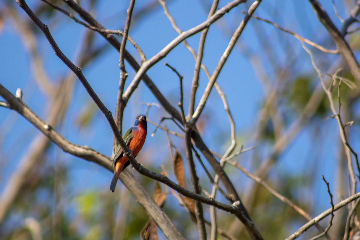 Painted Bunting - ML400255061