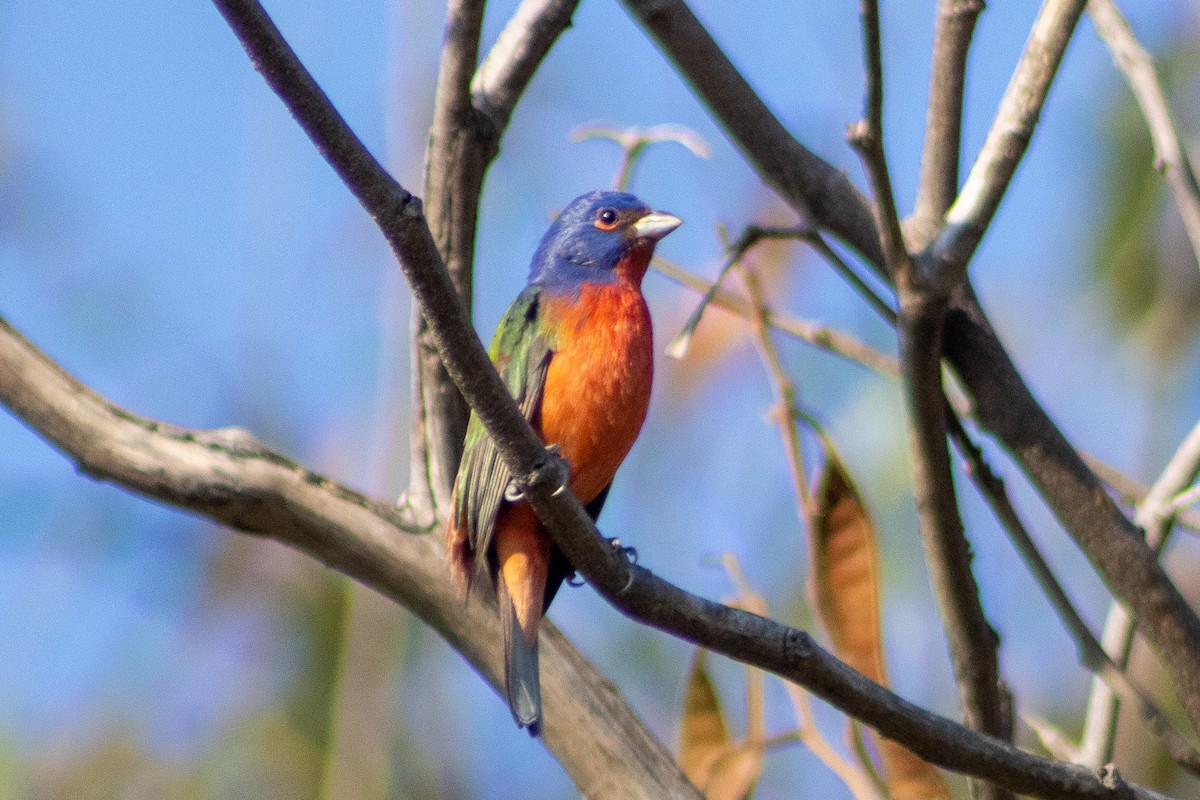 Painted Bunting - ML400255191