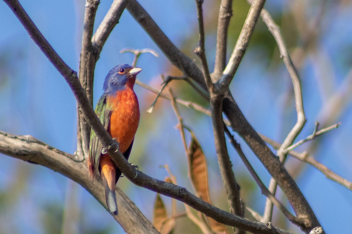 Painted Bunting - ML400255221