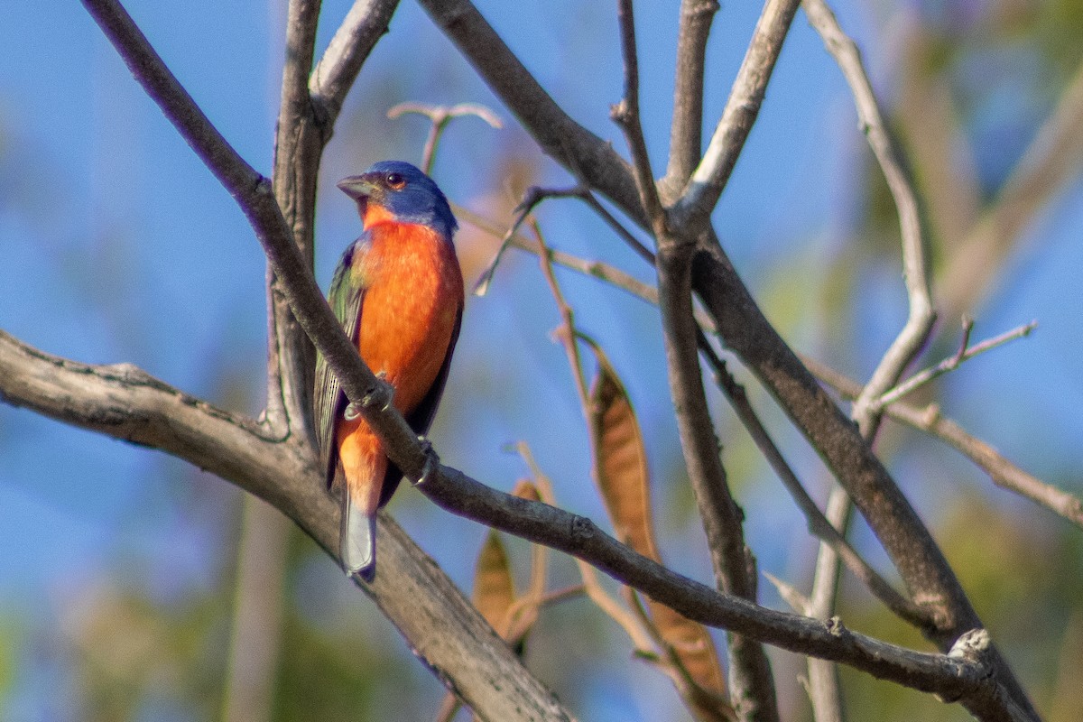 Painted Bunting - ML400255431