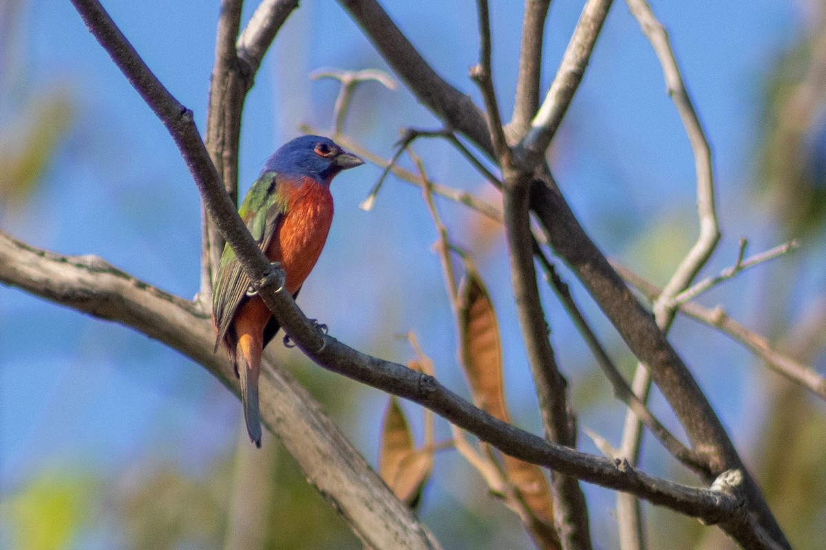 Painted Bunting - ML400255451