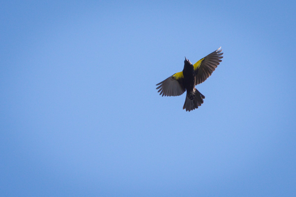 Yellow-winged Blackbird - ML400255741