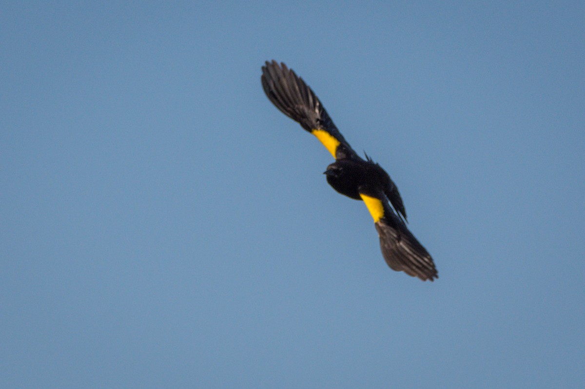 Yellow-winged Blackbird - ML400255751
