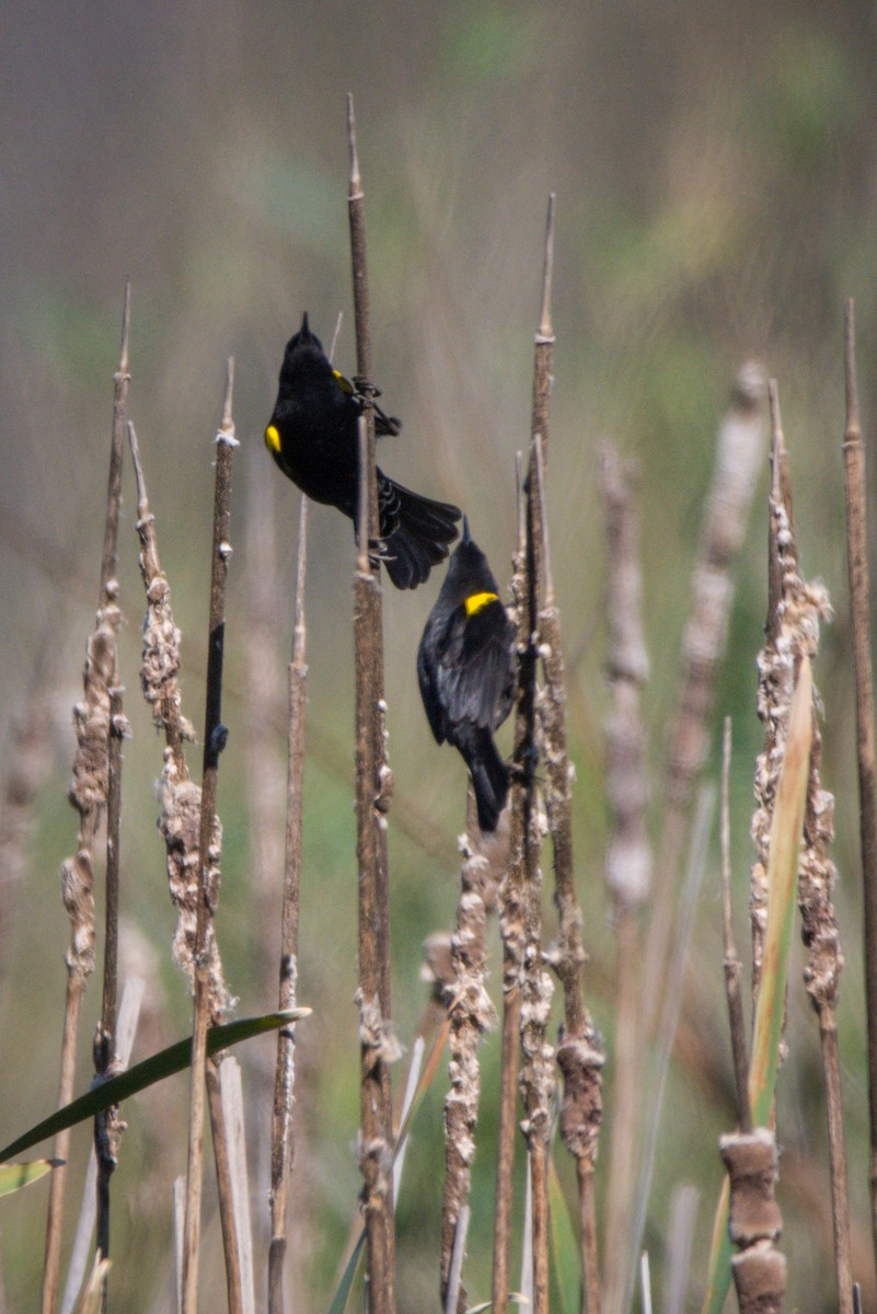 Yellow-winged Blackbird - ML400255781