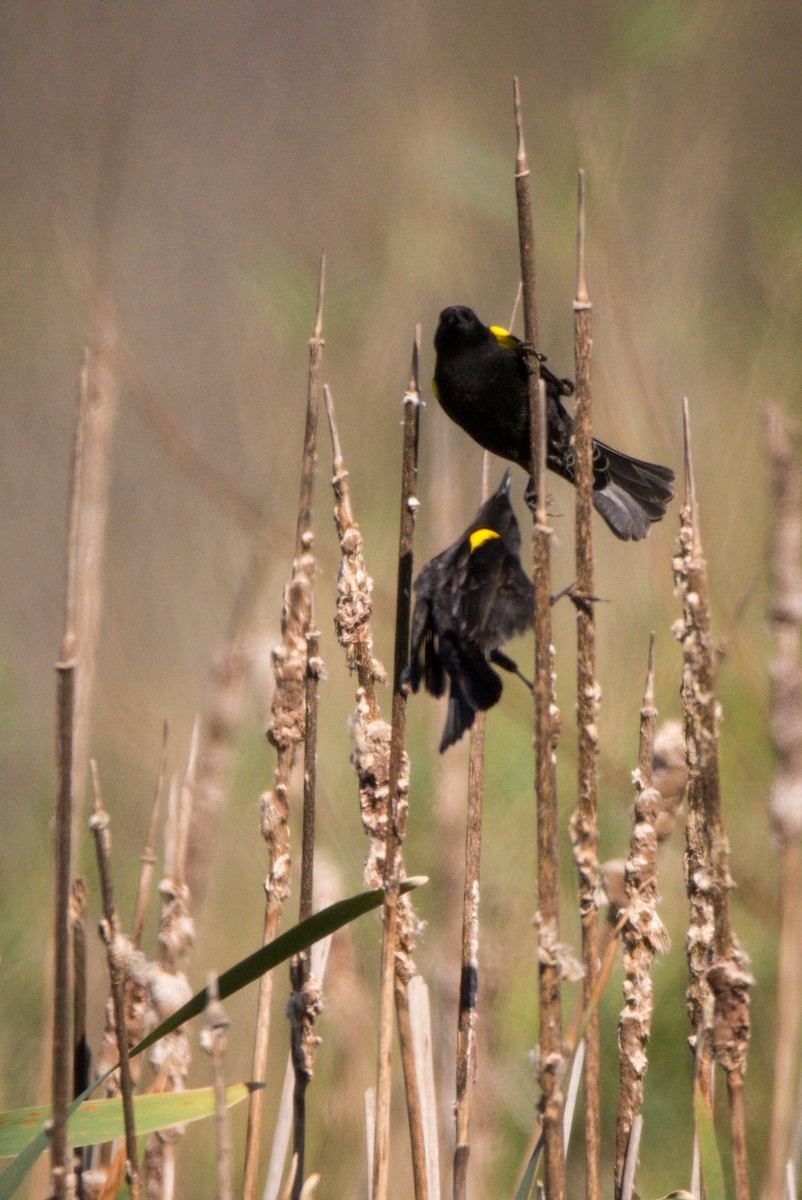 Yellow-winged Blackbird - ML400255791