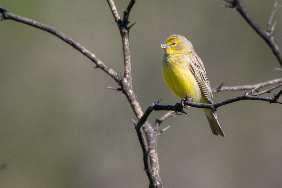 Grassland Yellow-Finch - ML400255941