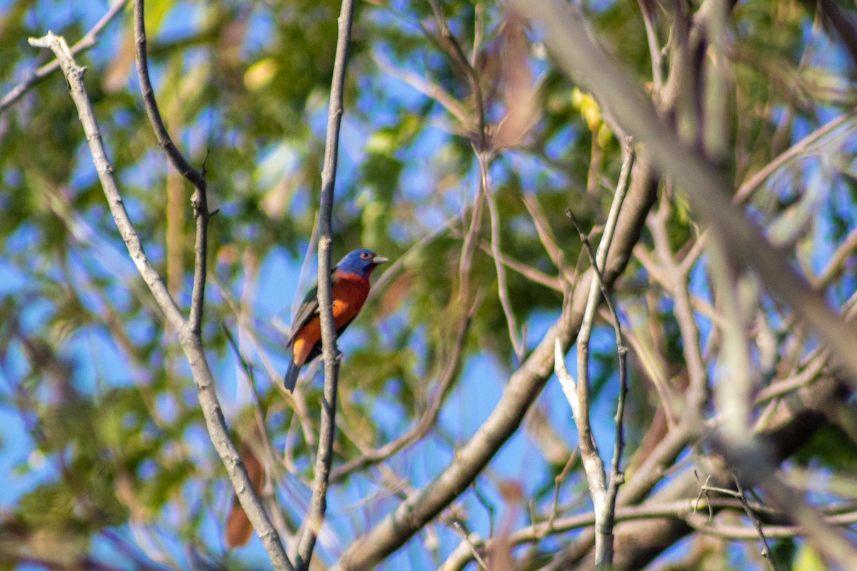 Painted Bunting - ML400255961