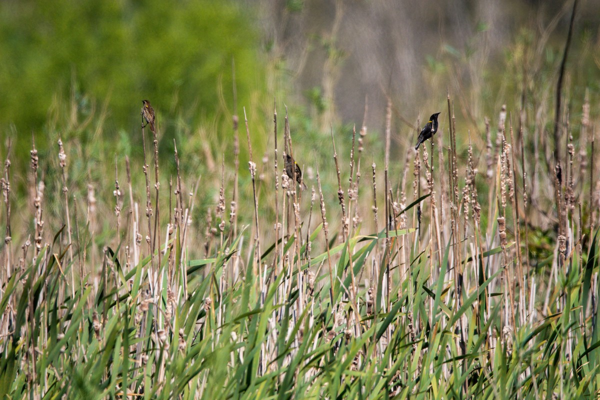 Yellow-winged Blackbird - ML400256421