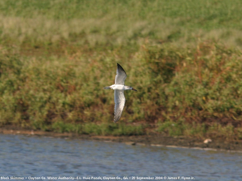 Black Skimmer - ML400257631