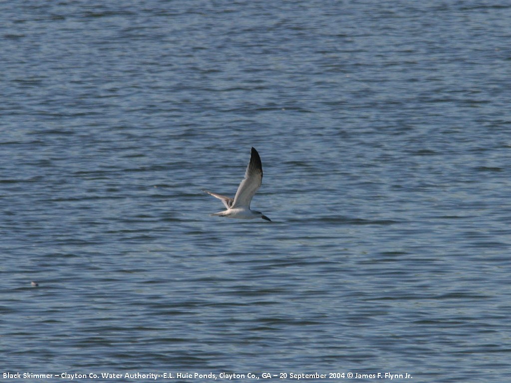 Black Skimmer - ML400257651