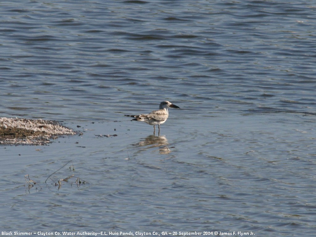 Black Skimmer - ML400257681