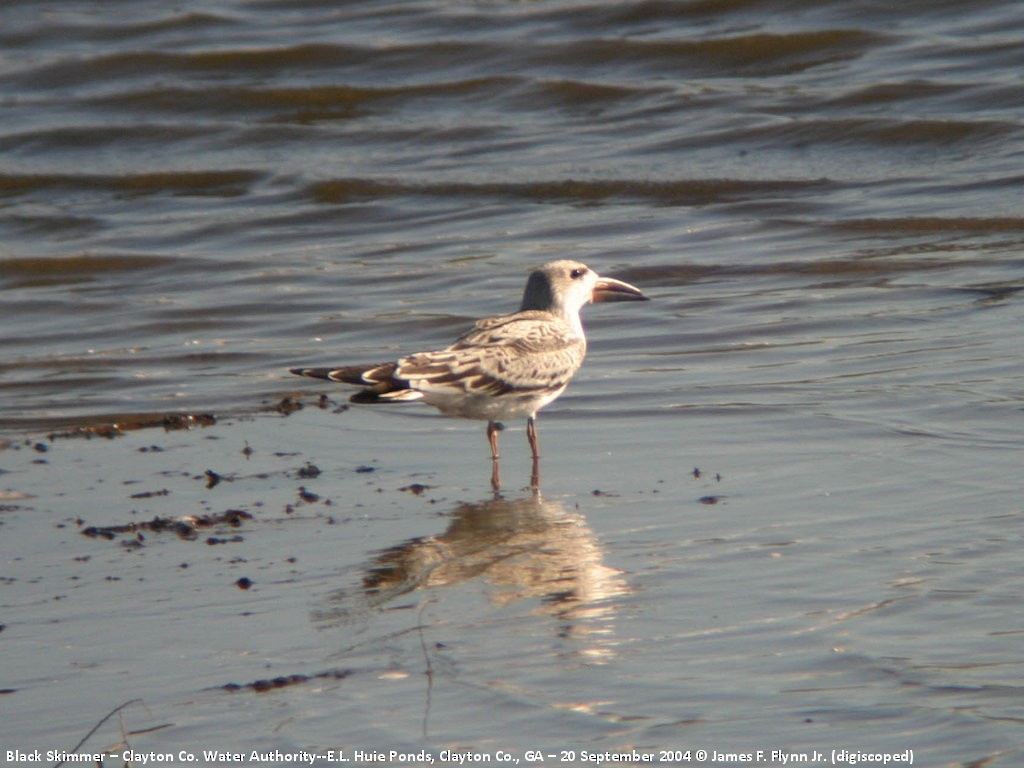 Black Skimmer - ML400257701