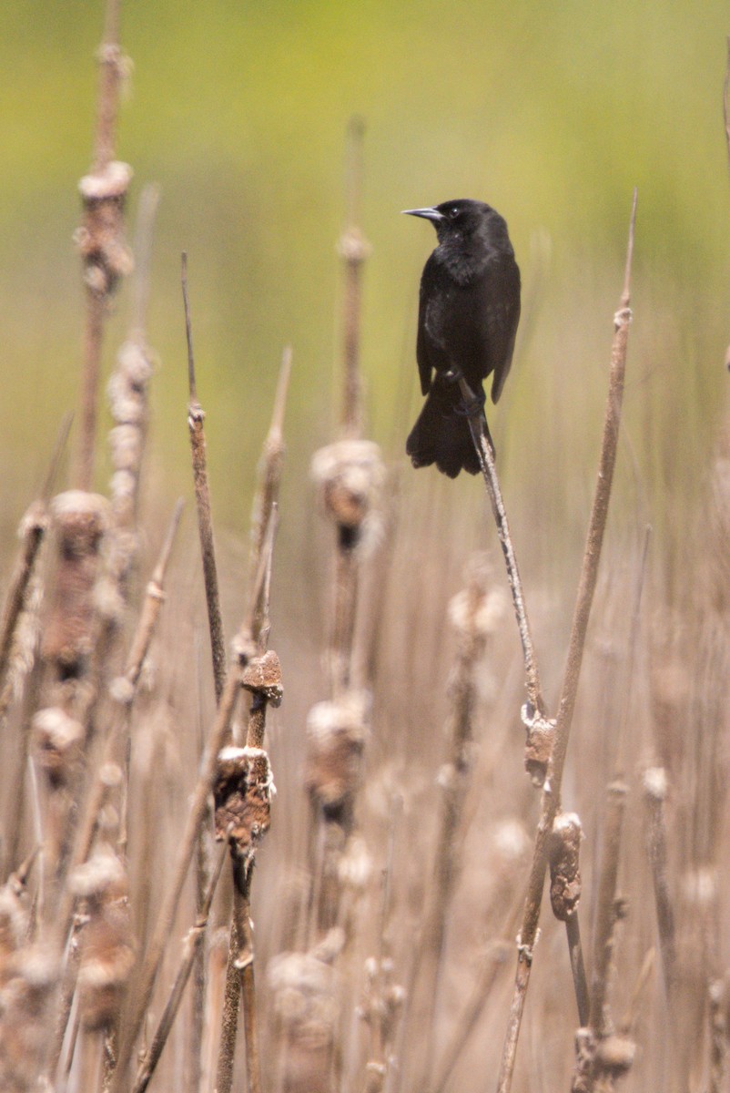 Yellow-winged Blackbird - ML400259191