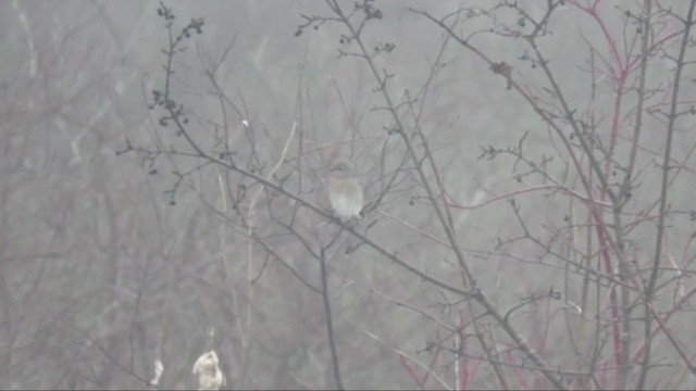 Mountain Bluebird - ML400260161