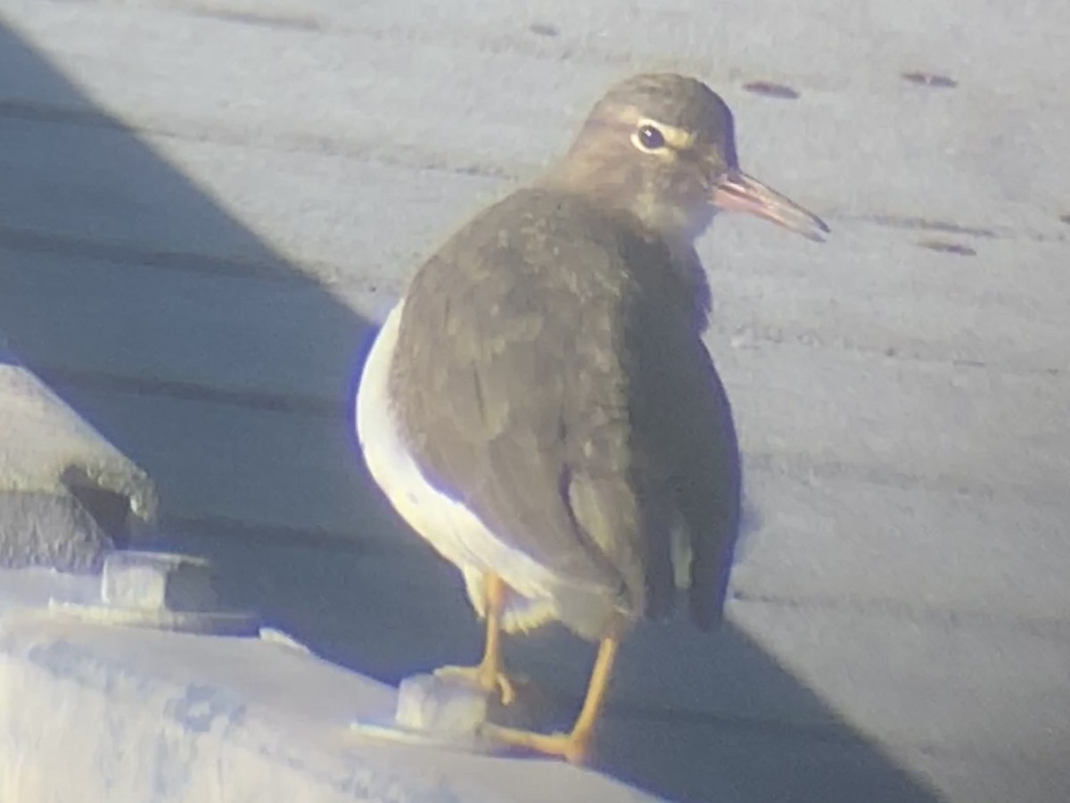 Spotted Sandpiper - ML400261071